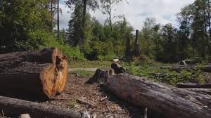 Best Tree Preservation Services  in Redding, CA