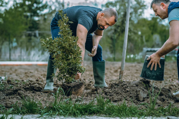 Reliable Redding, CA Tree Services Solutions