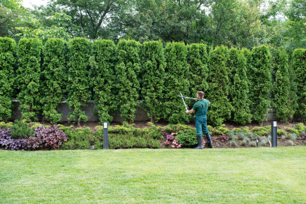 How Our Tree Care Process Works  in  Redding, CA