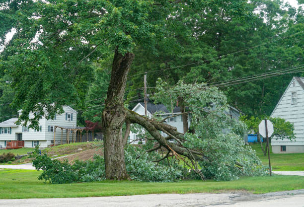 Best Storm Damage Tree Cleanup  in Redding, CA