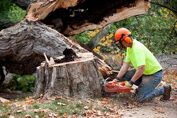 Best Arborist Consultation Services  in Redding, CA