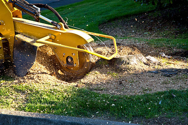  Redding, CA Tree Services Pros