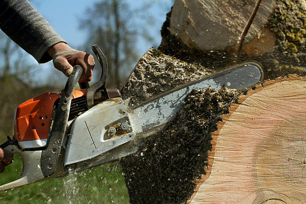 Best Leaf Removal  in Redding, CA